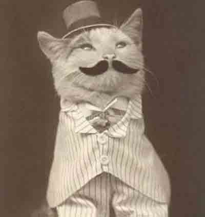 old fashioned cat in pjs